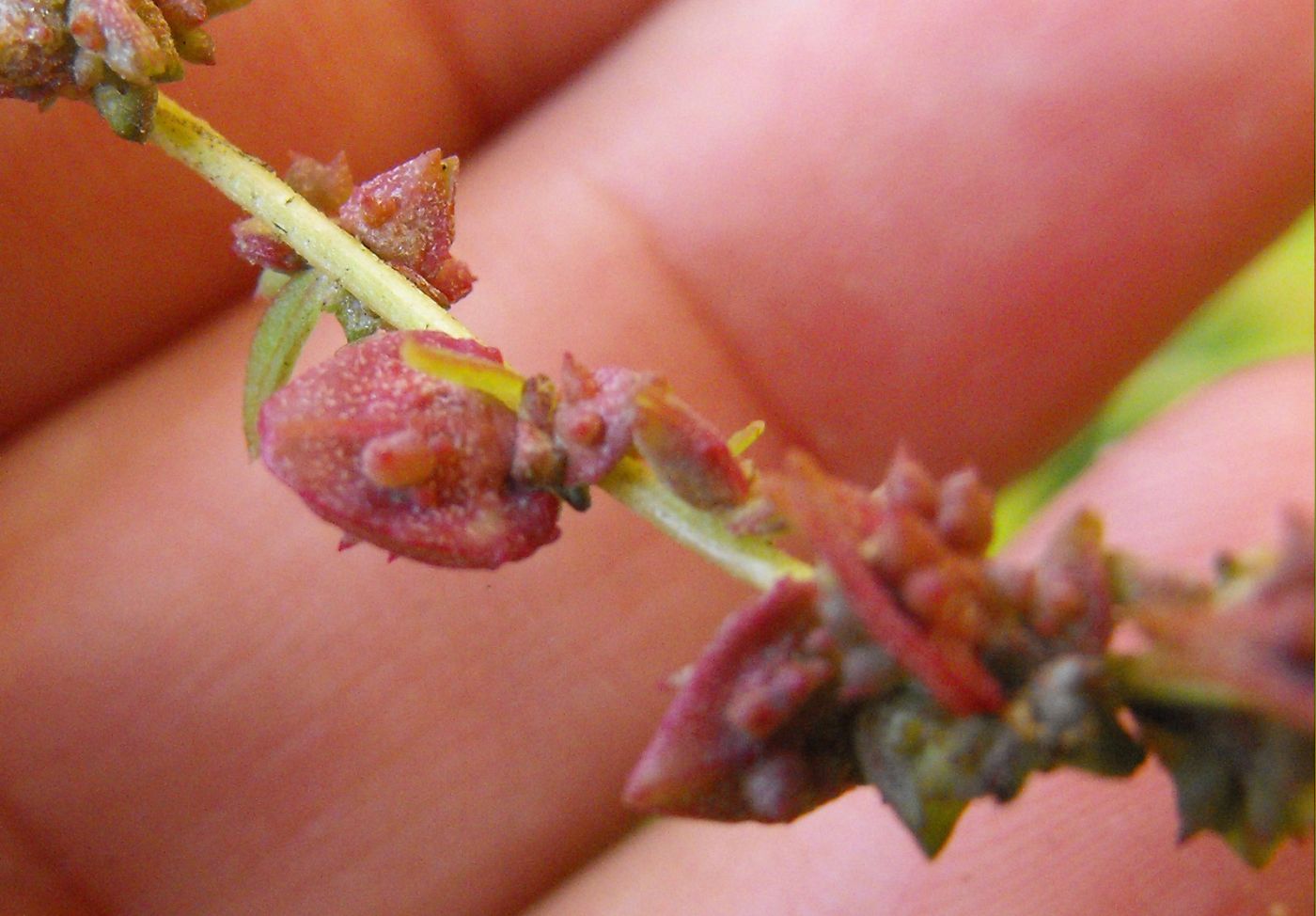 Atriplex prostrata / Atriplice comune